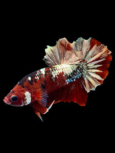 Male Halfmoon Plakat - Red Gold Glitter #2230 - Live Betta Fish