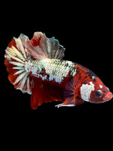 Load image into Gallery viewer, Male Halfmoon Plakat - Red Gold Glitter #2230 - Live Betta Fish
