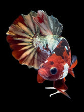 Load image into Gallery viewer, Male Halfmoon Plakat - Red Gold Glitter #2230 - Live Betta Fish
