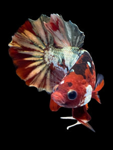Male Halfmoon Plakat - Red Gold Glitter #2230 - Live Betta Fish