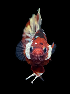 Male Halfmoon Plakat - Red Gold Glitter #2230 - Live Betta Fish