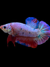 Load image into Gallery viewer, GIANT Male Halfmoon Plakat - Purple Candy #2231 - Live Betta Fish
