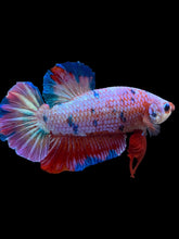 Load image into Gallery viewer, GIANT Male Halfmoon Plakat - Purple Candy #2231 - Live Betta Fish
