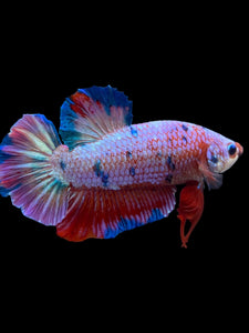 GIANT Male Halfmoon Plakat - Purple Candy #2231 - Live Betta Fish