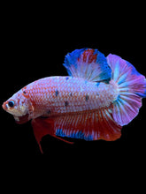 Load image into Gallery viewer, GIANT Male Halfmoon Plakat - Purple Candy #2231 - Live Betta Fish
