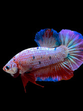 Load image into Gallery viewer, GIANT Male Halfmoon Plakat - Purple Candy #2231 - Live Betta Fish
