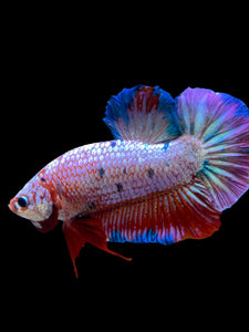 GIANT Male Halfmoon Plakat - Purple Candy #2231 - Live Betta Fish