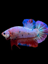 Load image into Gallery viewer, GIANT Male Halfmoon Plakat - Purple Candy #2231 - Live Betta Fish
