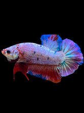 Load image into Gallery viewer, GIANT Male Halfmoon Plakat - Purple Candy #2231 - Live Betta Fish
