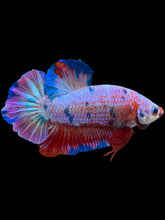 Load image into Gallery viewer, GIANT Male Halfmoon Plakat - Purple Candy #2231 - Live Betta Fish

