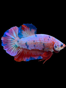 GIANT Male Halfmoon Plakat - Purple Candy #2231 - Live Betta Fish