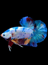 Load image into Gallery viewer, GIANT Male Halfmoon Plakat - Multicolor #2232 - Live Betta Fish
