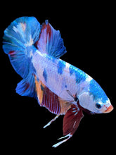 Load image into Gallery viewer, GIANT Male Halfmoon Plakat - Multicolor #2232 - Live Betta Fish
