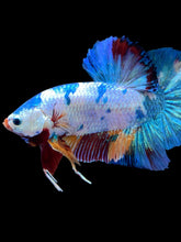 Load image into Gallery viewer, GIANT Male Halfmoon Plakat - Multicolor #2232 - Live Betta Fish
