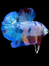 Load image into Gallery viewer, GIANT Male Halfmoon Plakat - Multicolor #2232 - Live Betta Fish
