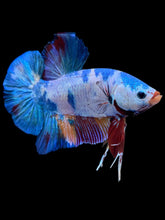 Load image into Gallery viewer, GIANT Male Halfmoon Plakat - Multicolor #2232 - Live Betta Fish
