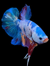 Load image into Gallery viewer, GIANT Male Halfmoon Plakat - Multicolor #2232 - Live Betta Fish

