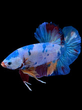 Load image into Gallery viewer, GIANT Male Halfmoon Plakat - Multicolor #2232 - Live Betta Fish
