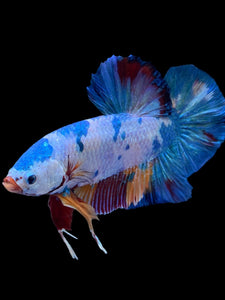 GIANT Male Halfmoon Plakat - Multicolor #2232 - Live Betta Fish