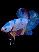 Load image into Gallery viewer, GIANT Male Halfmoon Plakat - Multicolor #2232 - Live Betta Fish

