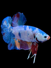 Load image into Gallery viewer, GIANT Male Halfmoon Plakat - Multicolor #2232 - Live Betta Fish
