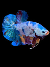 Load image into Gallery viewer, GIANT Male Halfmoon Plakat - Multicolor #2232 - Live Betta Fish
