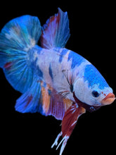 Load image into Gallery viewer, GIANT Male Halfmoon Plakat - Multicolor #2232 - Live Betta Fish
