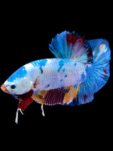 Load image into Gallery viewer, GIANT Male Halfmoon Plakat - Multicolor #2232 - Live Betta Fish
