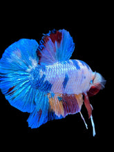 Load image into Gallery viewer, GIANT Male Halfmoon Plakat - Multicolor #2232 - Live Betta Fish
