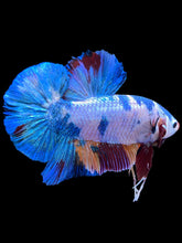 Load image into Gallery viewer, GIANT Male Halfmoon Plakat - Multicolor #2232 - Live Betta Fish
