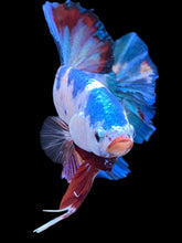 Load image into Gallery viewer, GIANT Male Halfmoon Plakat - Multicolor #2232 - Live Betta Fish

