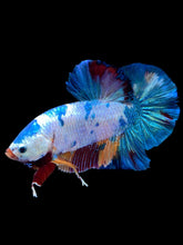 Load image into Gallery viewer, GIANT Male Halfmoon Plakat - Multicolor #2232 - Live Betta Fish
