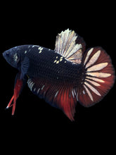 Load image into Gallery viewer, GIANT Male Halfmoon Plakat - Gold Avatar #2234 - Live Betta Fish

