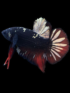 GIANT Male Halfmoon Plakat - Gold Avatar #2234 - Live Betta Fish