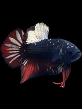 Load image into Gallery viewer, GIANT Male Halfmoon Plakat - Gold Avatar #2234 - Live Betta Fish
