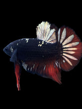 Load image into Gallery viewer, GIANT Male Halfmoon Plakat - Gold Avatar #2234 - Live Betta Fish
