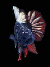 Load image into Gallery viewer, GIANT Male Halfmoon Plakat - Gold Avatar #2234 - Live Betta Fish
