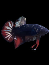 Load image into Gallery viewer, GIANT Male Halfmoon Plakat - Gold Avatar #2234 - Live Betta Fish
