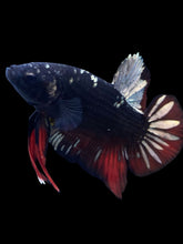 Load image into Gallery viewer, GIANT Male Halfmoon Plakat - Gold Avatar #2234 - Live Betta Fish

