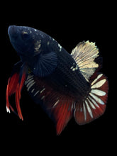 Load image into Gallery viewer, GIANT Male Halfmoon Plakat - Gold Avatar #2234 - Live Betta Fish
