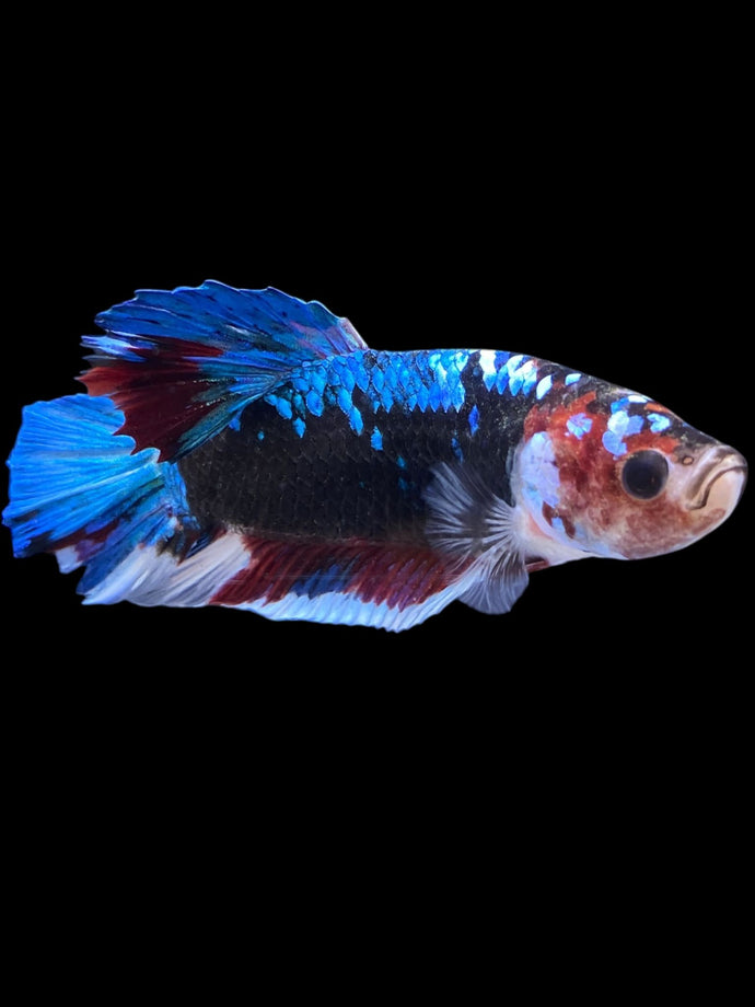 GIANT Male Halfmoon Plakat - Blue Galaxy #2235 - Live Betta Fish