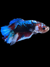 Load image into Gallery viewer, GIANT Male Halfmoon Plakat - Blue Galaxy #2235 - Live Betta Fish

