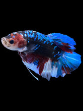 Load image into Gallery viewer, GIANT Male Halfmoon Plakat - Blue Galaxy #2235 - Live Betta Fish
