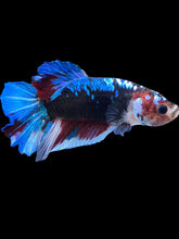Load image into Gallery viewer, GIANT Male Halfmoon Plakat - Blue Galaxy #2235 - Live Betta Fish
