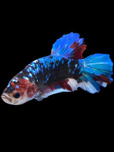 Load image into Gallery viewer, GIANT Male Halfmoon Plakat - Blue Galaxy #2235 - Live Betta Fish
