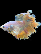 Load image into Gallery viewer, Male Rosetail - Dumbo #2236 - Live Betta Fish
