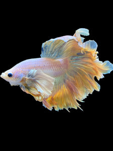 Male Rosetail - Dumbo #2236 - Live Betta Fish