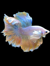 Load image into Gallery viewer, Male Rosetail - Dumbo #2236 - Live Betta Fish
