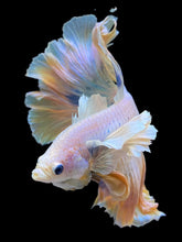 Load image into Gallery viewer, Male Rosetail - Dumbo #2236 - Live Betta Fish
