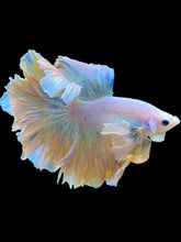Load image into Gallery viewer, Male Rosetail - Dumbo #2236 - Live Betta Fish
